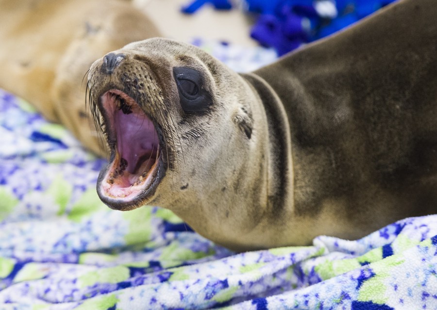 A rescued sea lion rests in a holding pen at the Pacific Marine Mammal Center in Laguna Beach, on March 30, 2015. (Credit: ROBYN BECK/AFP/Getty Images)