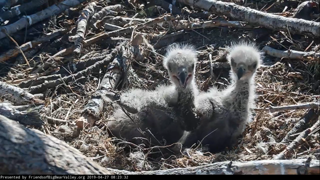 Cookie and Simba on April 27, 2019 look at the nest cam set up by Friends of Big Bear Valley near Big Bear Lake.