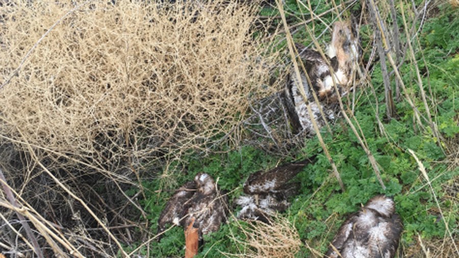 The California Department of Fish and Wildlife released this photo of the dead birds.