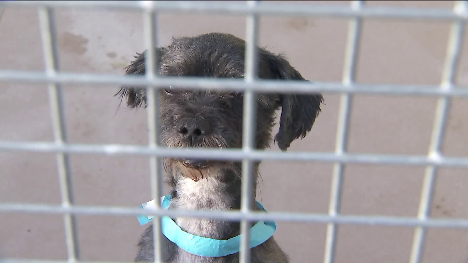 A dog sits in a kennel at San Bernardino Animal Care and Control on April 3, 2019. (Credit: KTLA)