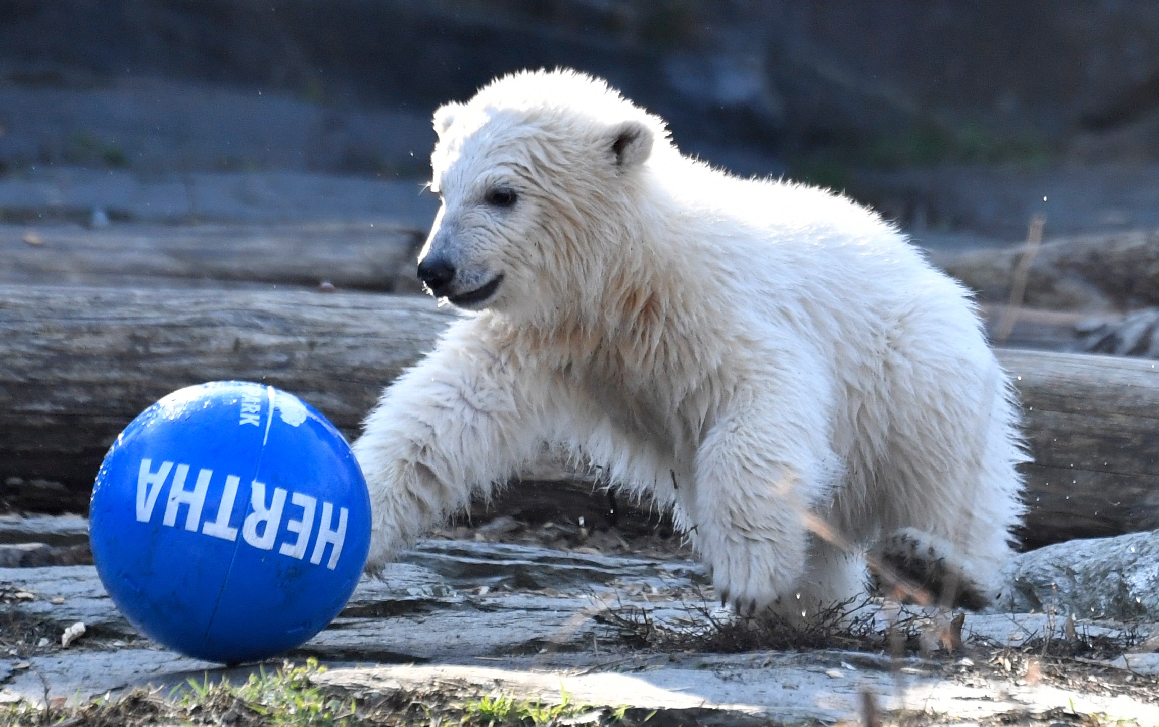 Polar bear cub Hertha plays with a ball after she was given her name on April 2, 2019 at the Tierpark zoo in Berlin. (Credit: JOHN MACDOUGALL/AFP/Getty Images)