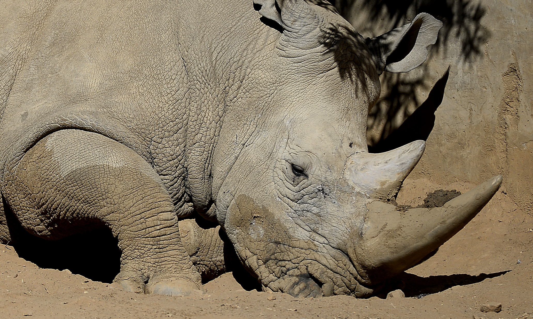 A white rhino appears at at the Johannesburg Zoo on July 25, 2013. (Credit: STEPHANE DE SAKUTIN/AFP/Getty Images)