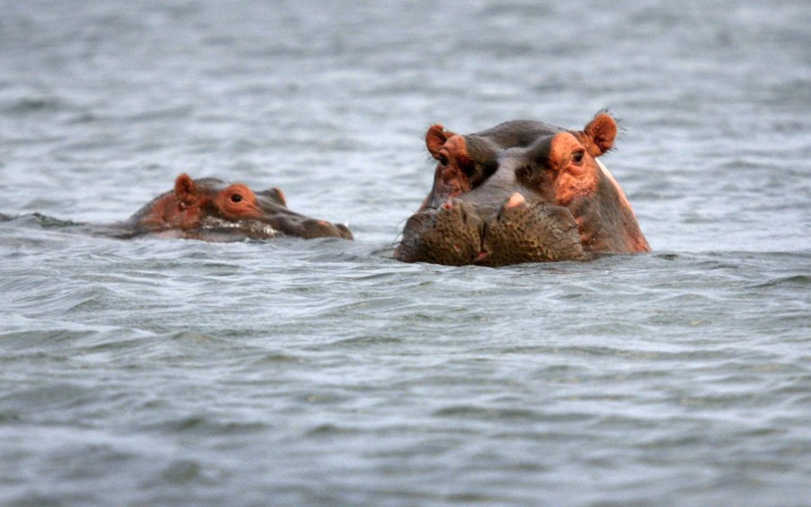 Hippos surface while fishing on Lake Edward July 19, 2006 at Ishango in the Virunga National Park in eastern Democratic Republic of Congo. (Credit: John Moore/Getty Images)