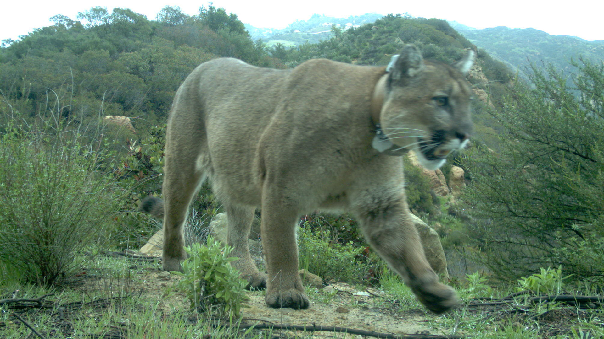 P-47 is seen in the Santa Monica Mountains on Feb. 14, 2019. The big cat was found dead a month later after apparent rat poisoning. (National Park Service)