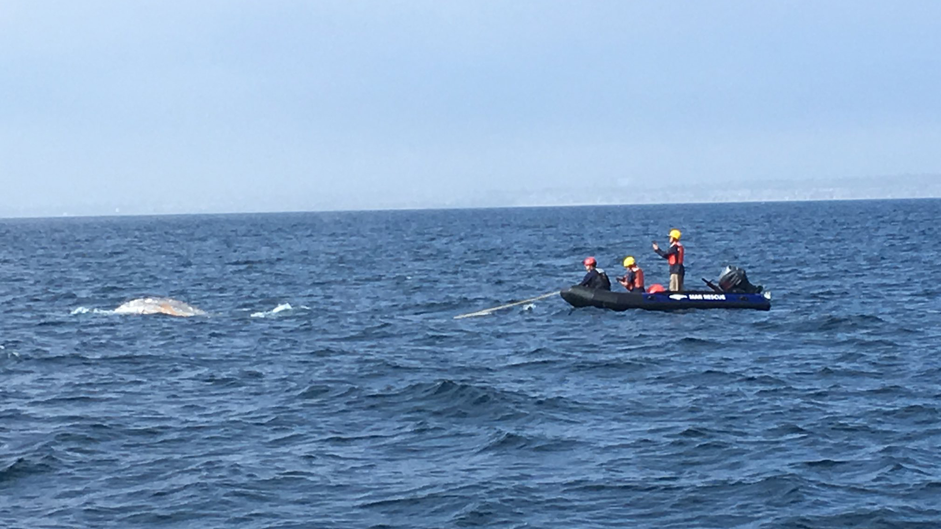 Lifeguards and Marine Animal Rescue Team members work to help an entangled whale off the coast of Palos Verdes on April 24, 2019. (Credit: Los Angeles County Fire Department)