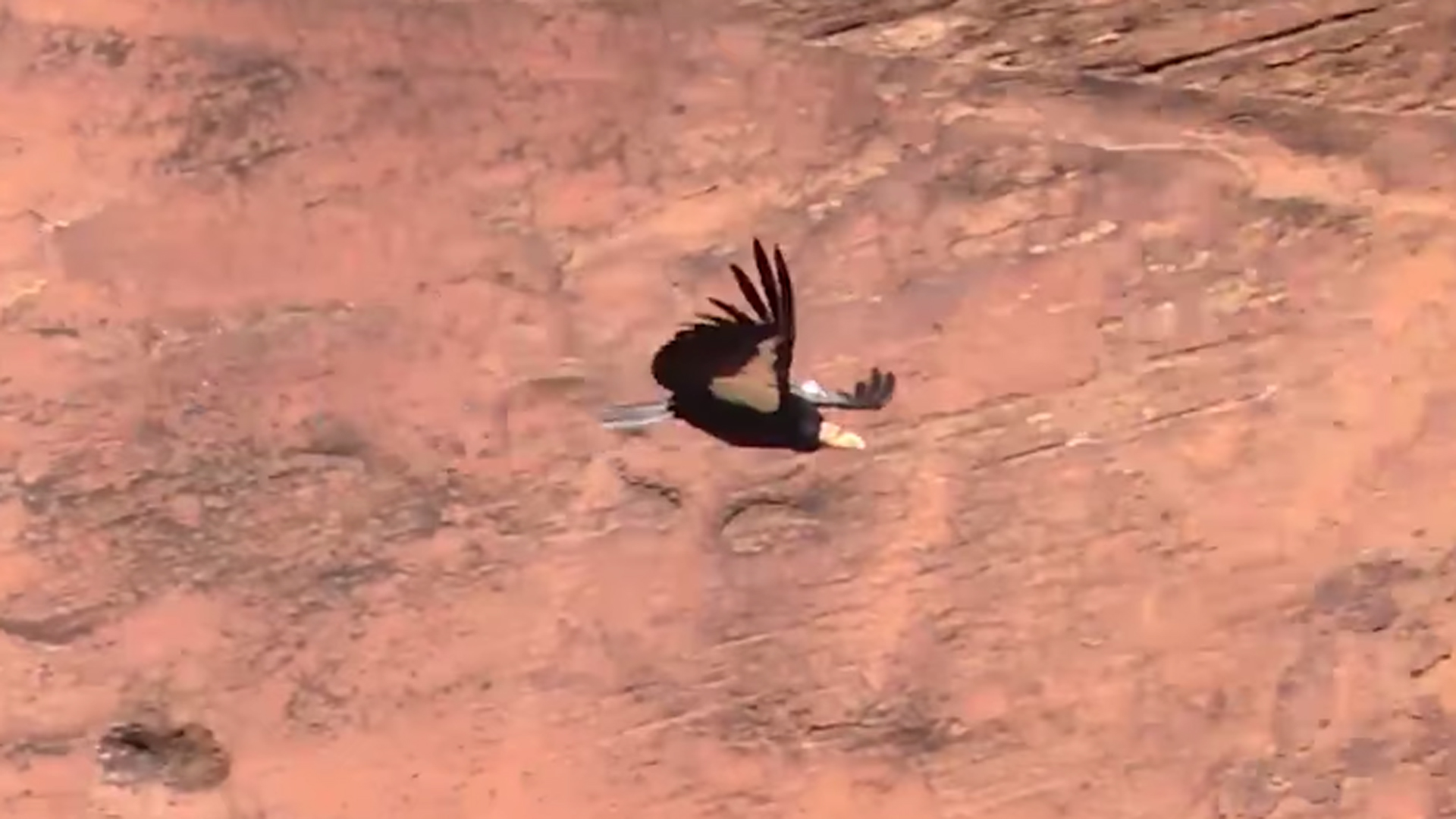 An image from a condor from a video released by Zion National Park.