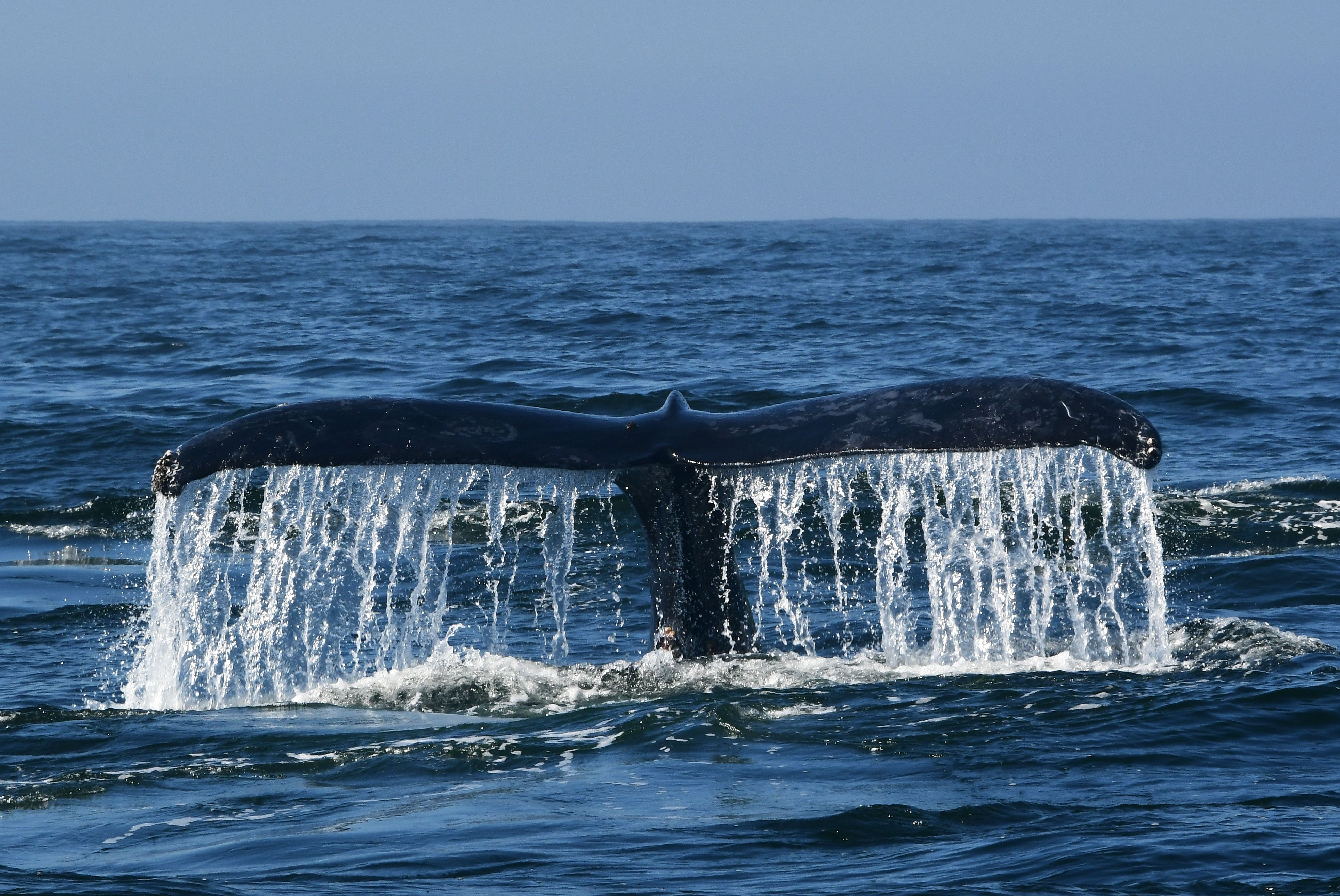 A humpback whale navigates the waters of Monterey Bay, Calif., on Sept. 21, 2018. (Credit: EVA HAMBACH/AFP/Getty Images)