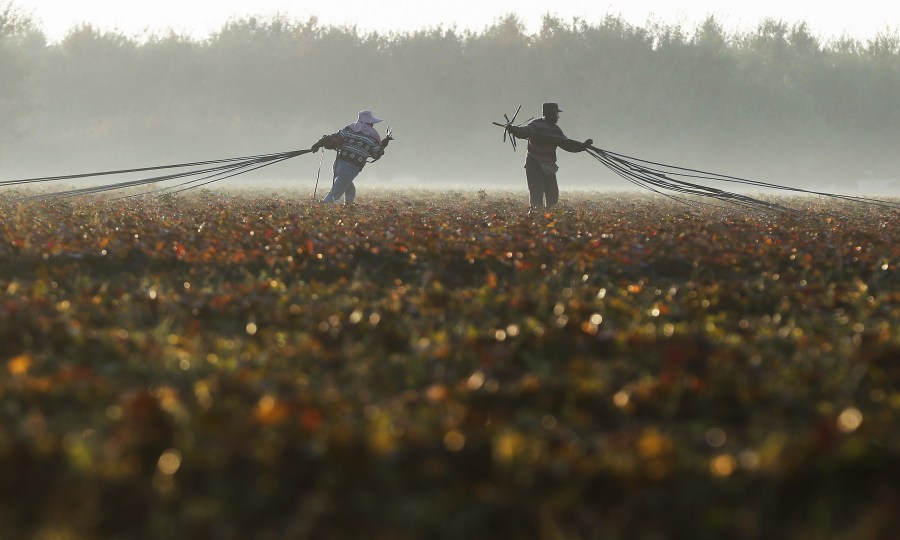 Farmworkers haul out water hoses on a field outside Turlock on Oct. 27, 2018. (Credit: Mario Tama / Getty Images)