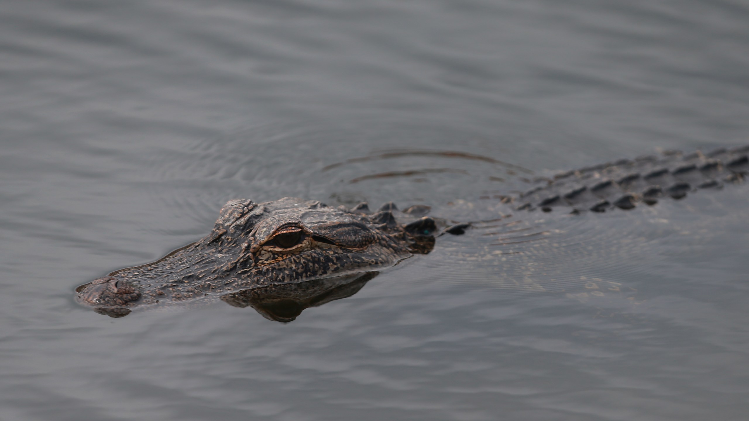 This file photo shows an alligator on Feb. 28, 2019, in Palm Beach Gardens, Florida. (Credit: Matt Sullivan/Getty Images)