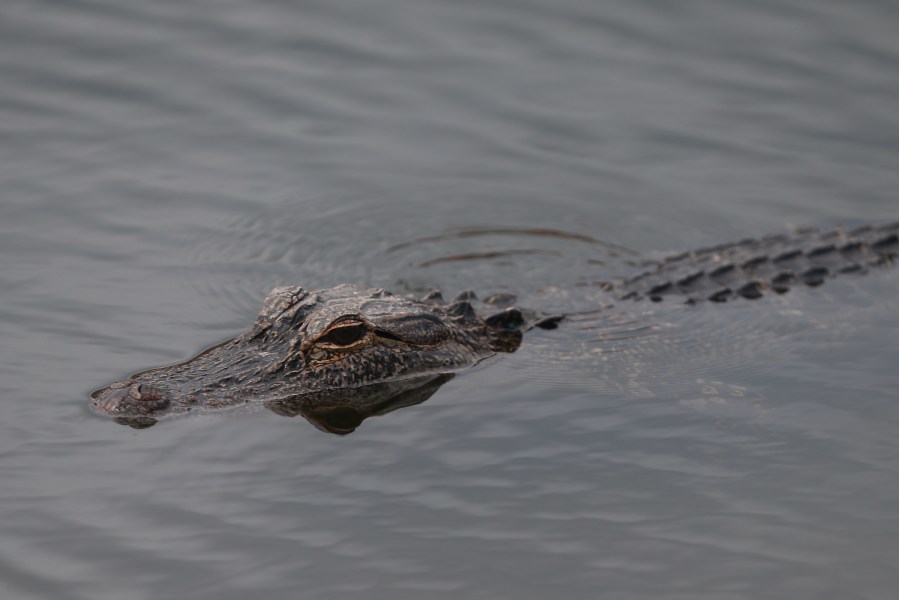 This file photo shows an alligator on Feb. 28, 2019, in Palm Beach Gardens, Florida. (Credit: Matt Sullivan/Getty Images)