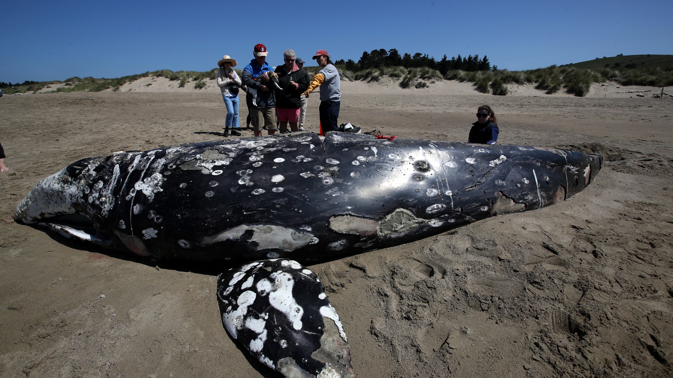 Barbie Halaska, center, necropsy manager with The Marine Mammal Center, talks to beachgoers about a dead juvenile gray whale on Limantour Beach at Point Reyes National Seashore on May 25, 2019. (Credit: Justin Sullivan / Getty Images)