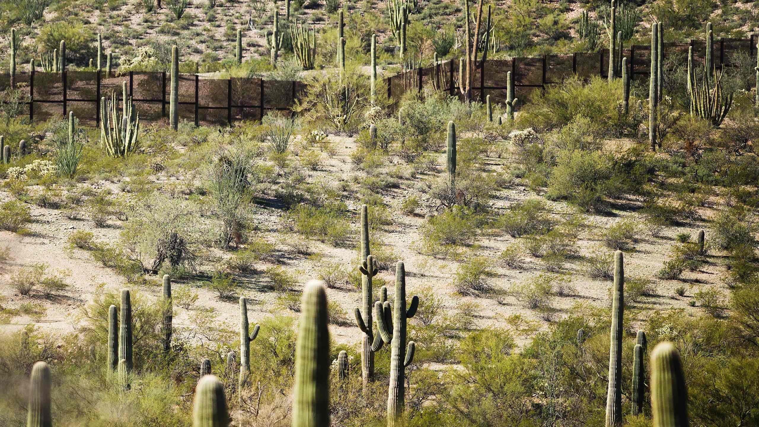 The fence at the U.S.-Mexico border is surrounded by cacti at Organ Pipe Cactus National Monument near Lukeville, Arizona, on Feb. 16, 2017. (Credit: Jim Watson / AFP / Getty Images)