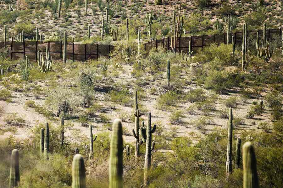 The fence at the U.S.-Mexico border is surrounded by cacti at Organ Pipe Cactus National Monument near Lukeville, Arizona, on Feb. 16, 2017. (Credit: Jim Watson / AFP / Getty Images)