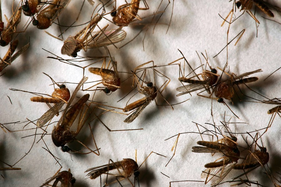 A field sample of mosquitoes that could carry West Nile Virus is seen at offices of the Riverside County Department of Environmental Health on April 26, 2007, in Hemet. (David McNew/Getty Images)