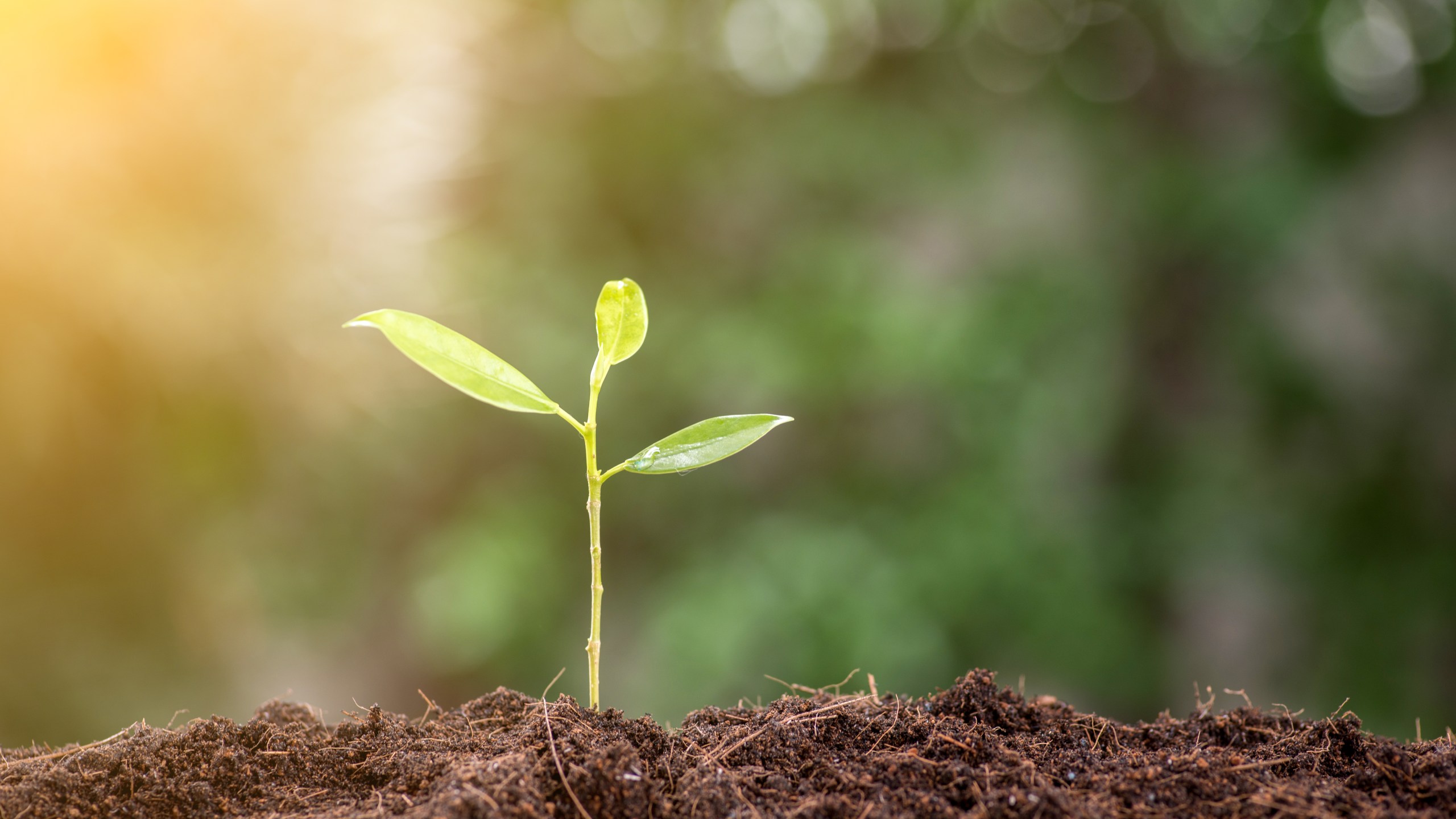 Young plant is seen in the morning light on nature background (Credit: Getty Images)