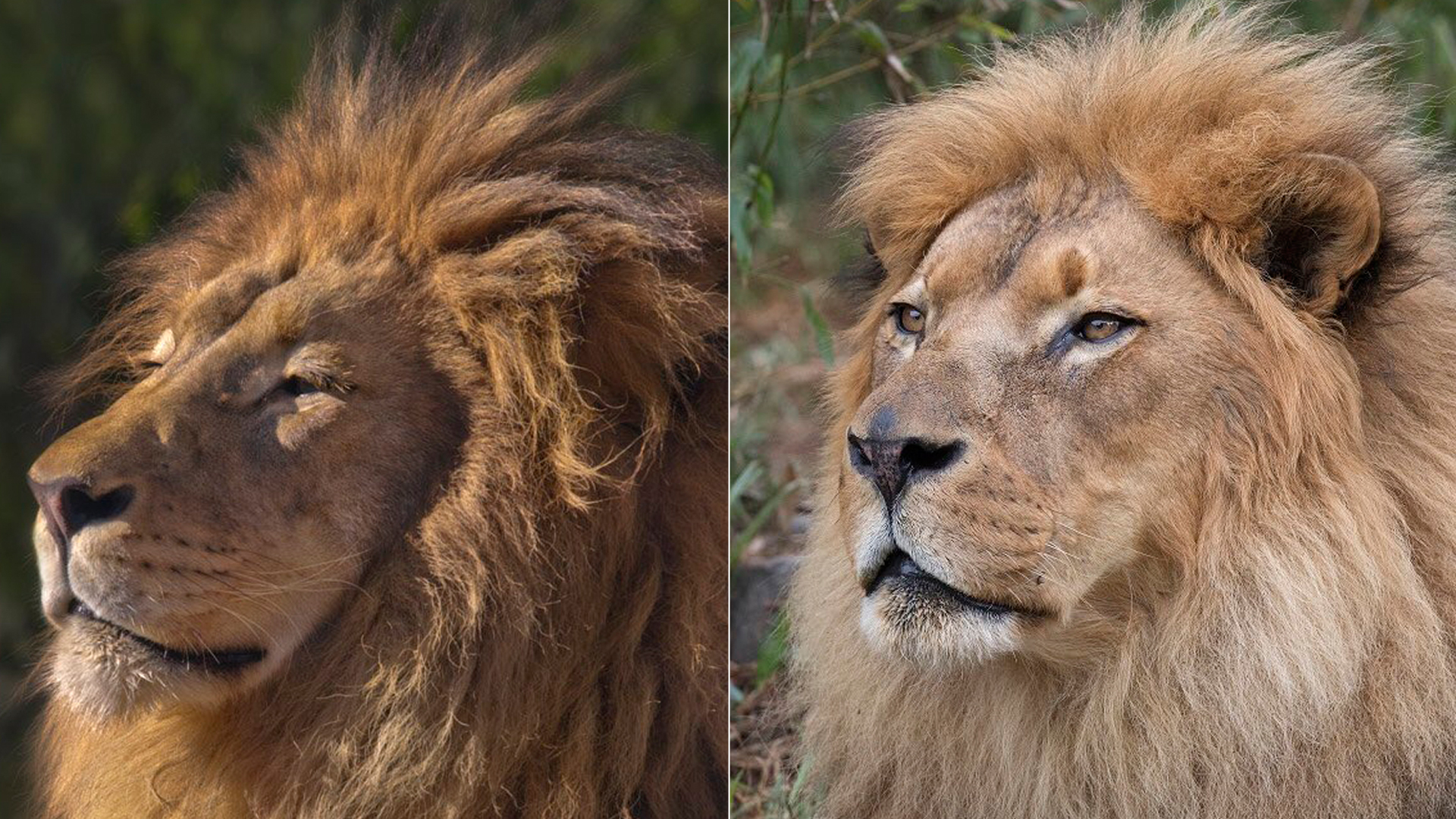 From left to right: M'bari, who lived at the San Diego Zoo from 2009 until his death in 2019, is seen in a photo from the park. Jahari is seen in an undated photo released by the San Francisco Zoo after he died in May 2019. He was born at the zoo in 2003.