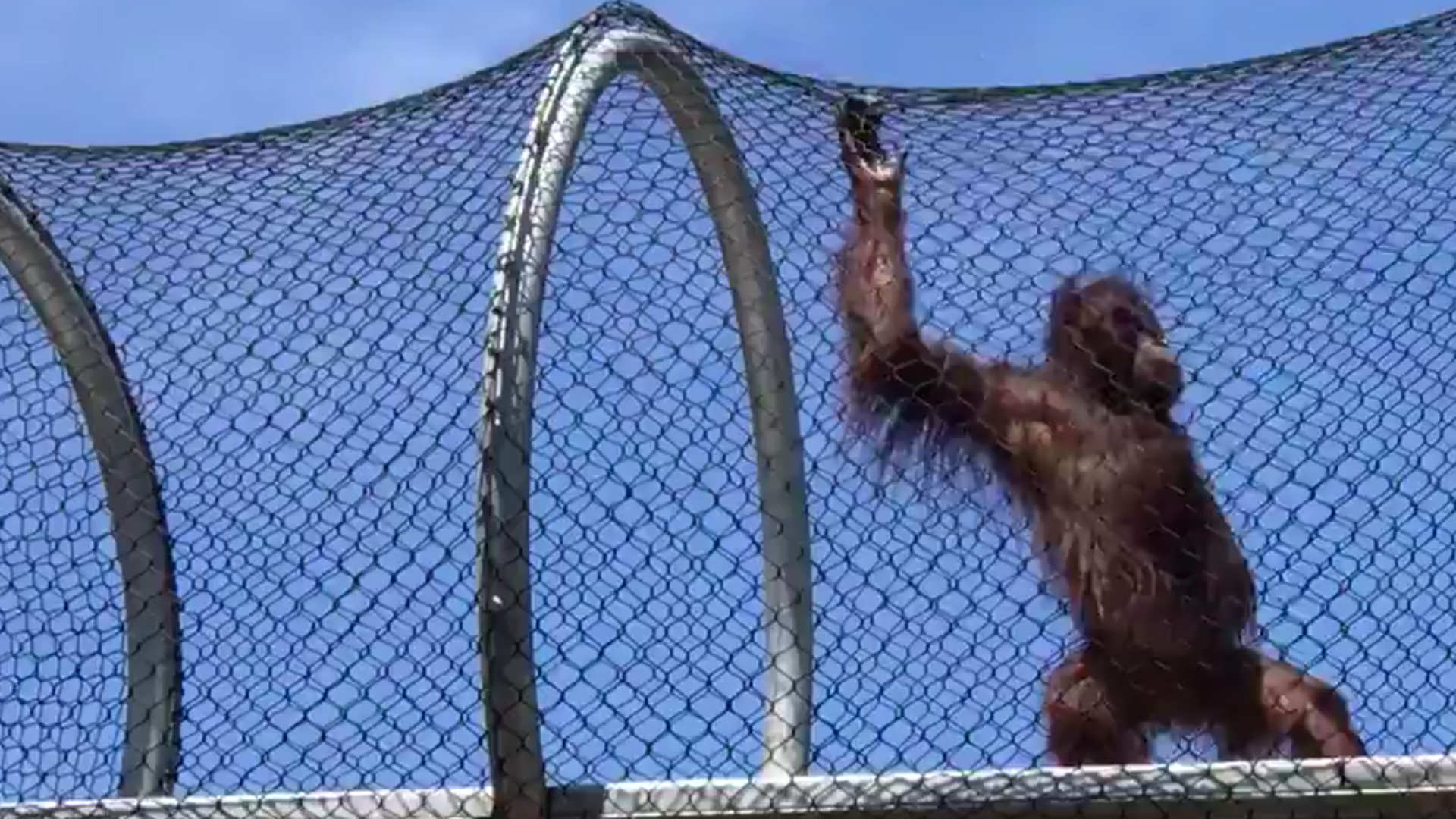 One of two orangutans who recently joined the San Francisco Zoo is seen in a still from footage the facility tweeted on May 24, 2019.