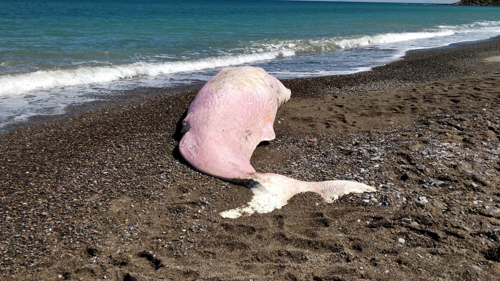 dead whale washed ashore in Italy