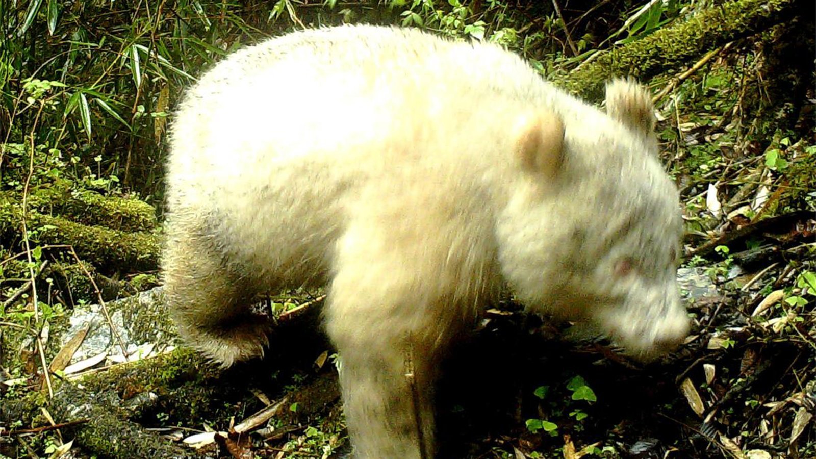 A fully albino giant panda was caught on video roaming Wolong National Nature Reserve in China's Sichuan province in May 2019. (Credit: CCTV via CNN)