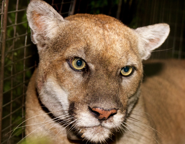 P-22 is seen in a photo provided by the the Santa Monica Mountains National Recreation Area on May 2, 2019.