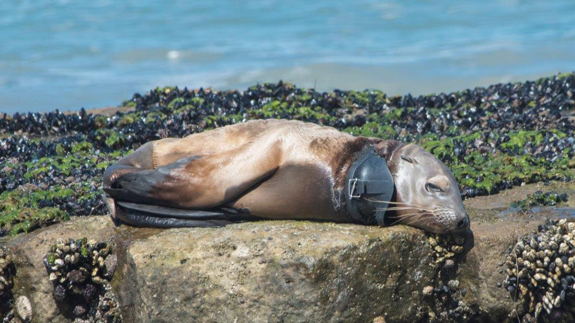 A sea lion pup was found at a San Diego County beach with a swim mask wrapped around his neck. (Credit: SeaWorld San Diego)