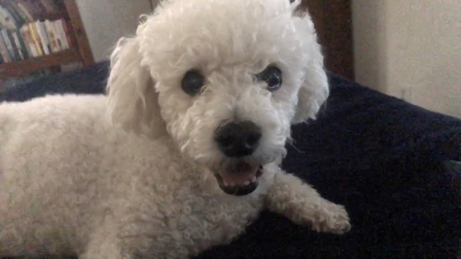 Teddy is seen in a photo released by the San Dimas Sheriff's Station on May 23, 2019.