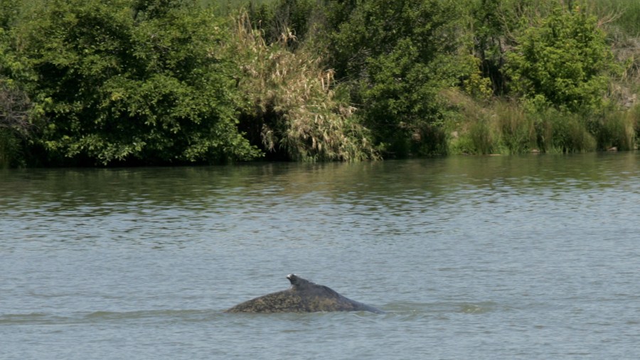 A Humpback Whale surfaces for air as it swims in the Sacramento River on May 24, 2007 in Rio Vista, California. (Credit: by Justin Sullivan/Getty Images)