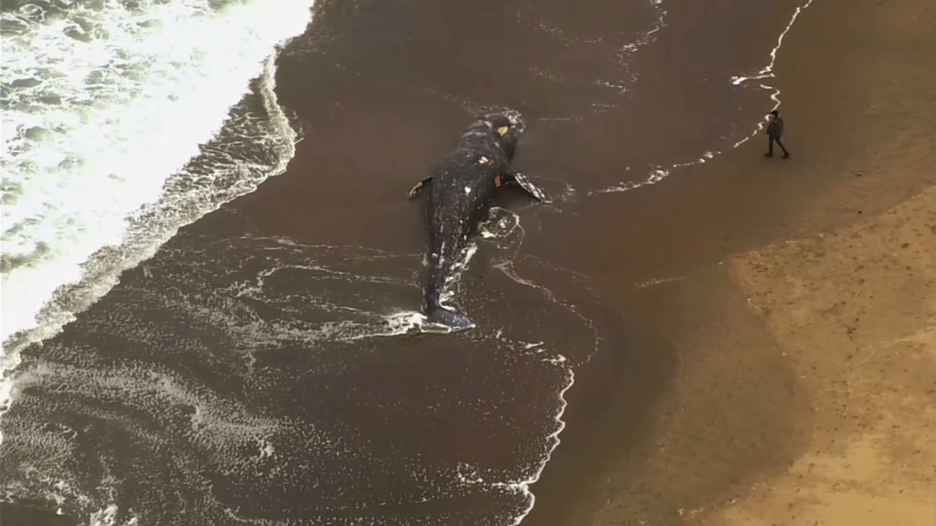 A dead whale washed ashore at Ocean Beach in San Francisco on May 6, 2019. (Credit: KGO via CNN)