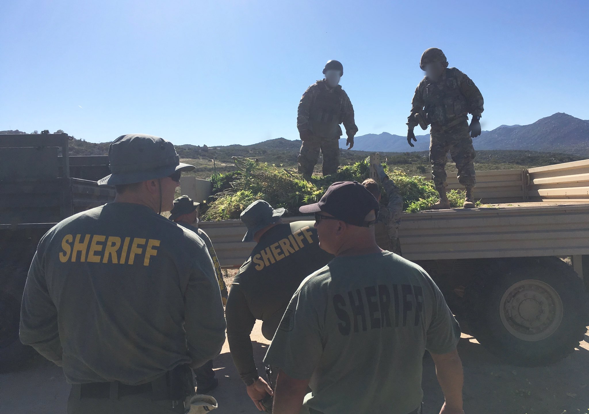 Riverside County sheriff’s deputies load confiscated marijuana plants onto a truck in the Anza area on June 5, 2019, in an image tweeted by the department. 