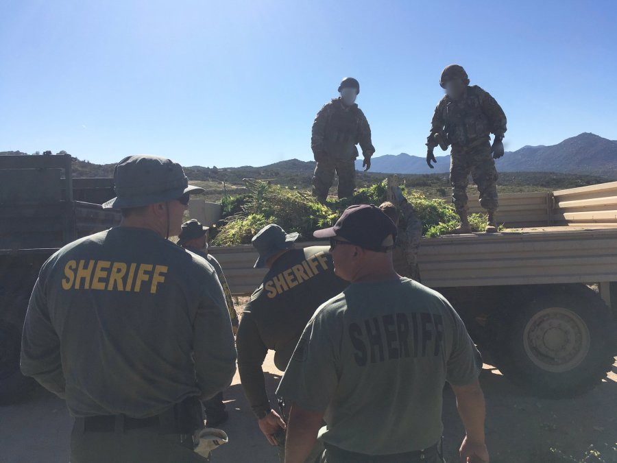 Riverside County sheriff’s deputies load confiscated marijuana plants onto a truck in the Anza area on June 5, 2019, in an image tweeted by the department. 