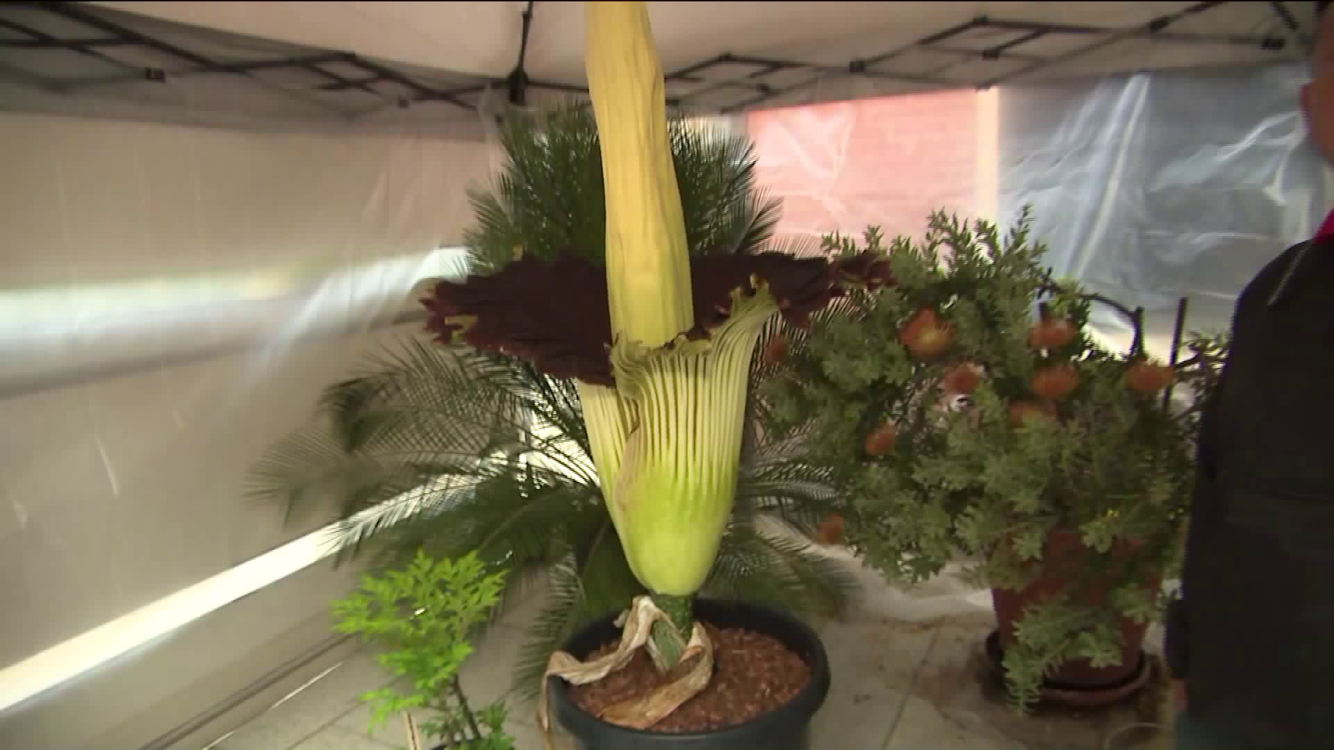 Cal State University, Long Beach's corpse flower, named "Phil," bloomed and released it's trademark rotting-flesh odor on June 2, 2019. (Credit: KTLA)