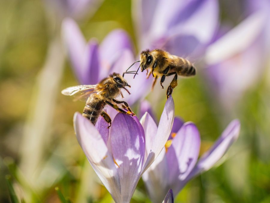 Two bees rest on a crocus on Feb. 18, 2019 in western Germany. (Credit: Frank Rumpenhorst/AFP/Getty Images)