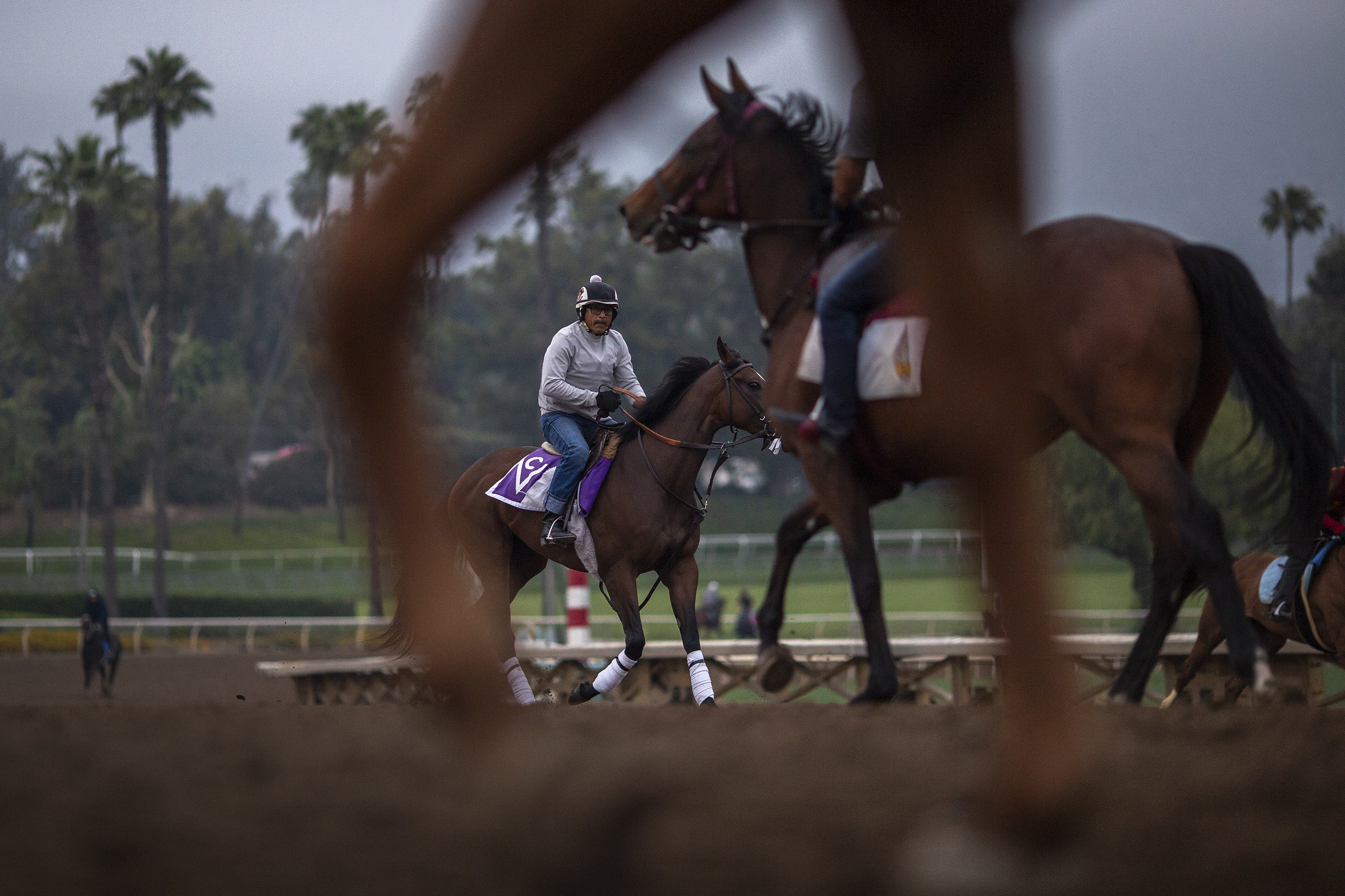 Race horses are seen during their morning workout at Santa Anita Park on June 15, 2019 in Arcadia. (Credit: David McNew/Getty Images)