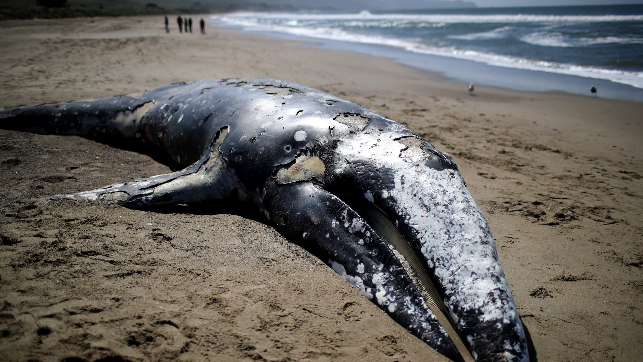 A dead juvenile Gray Whale sits in the sand on Limantour Beach at Point Reyes National Seashore on May 25, 2019 in Point Reyes Station, California. (Credit: Justin Sullivan/Getty Images)