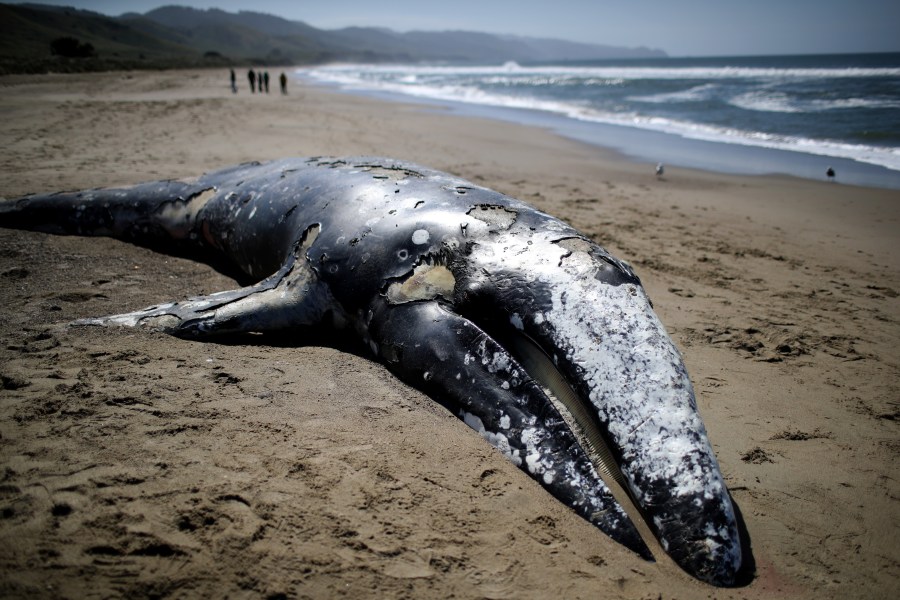 A dead juvenile Gray Whale sits in the sand on Limantour Beach at Point Reyes National Seashore on May 25, 2019 in Point Reyes Station, California. (Credit: Justin Sullivan/Getty Images)