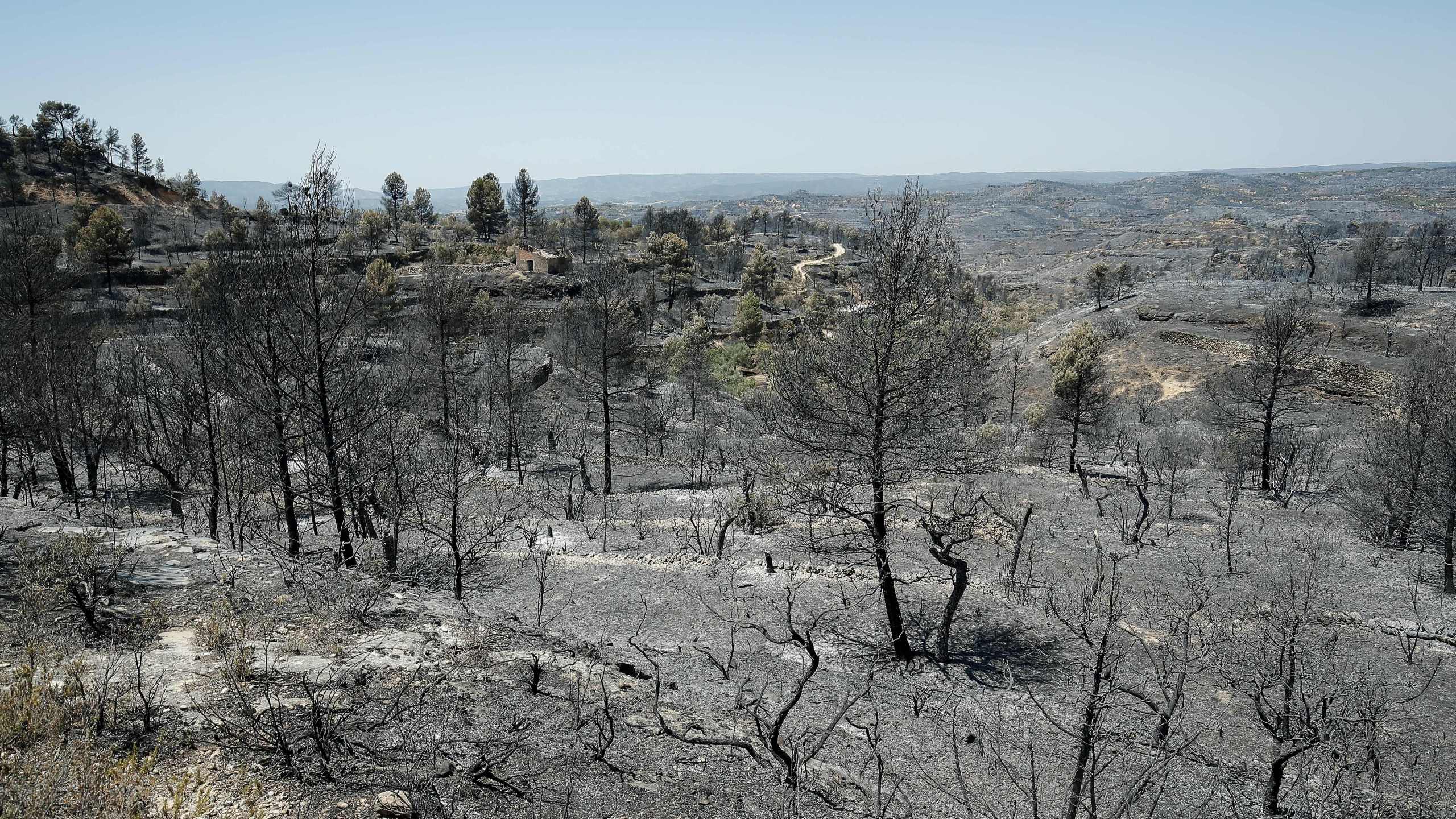 Burned trees are pictured near Flix on June 28, 2019 as a forest fire raged out of control in the northeastern region of Catalonia (Credit: PAU BARRENA/AFP/Getty Images)