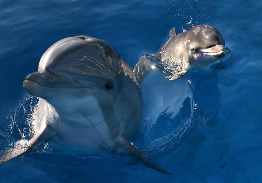 Bella, a Bottlenose Dolphin, swims in a pool with her new calf named Mirabella at Six Flags Discovery Kingdom on January 17, 2014 in Vallejo, California. (Credit: Justin Sullivan/Getty Images)