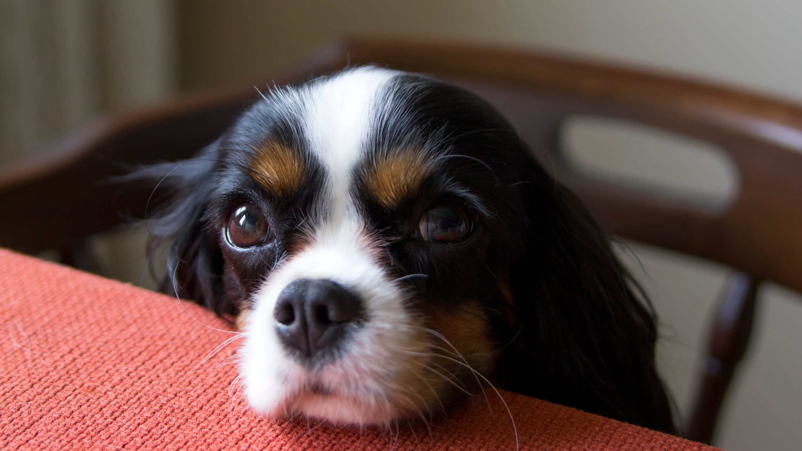 A cute dog begging for food at the table is seen in this file photo. (Credit: iStock / Getty Images Plus)