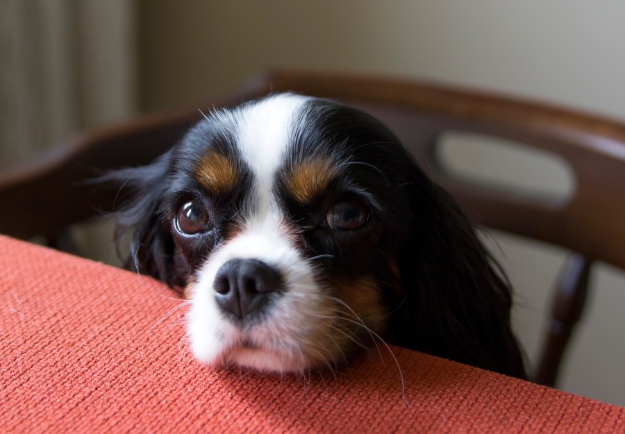 A cute dog begging for food at the table is seen in this file photo. (Credit: iStock / Getty Images Plus)