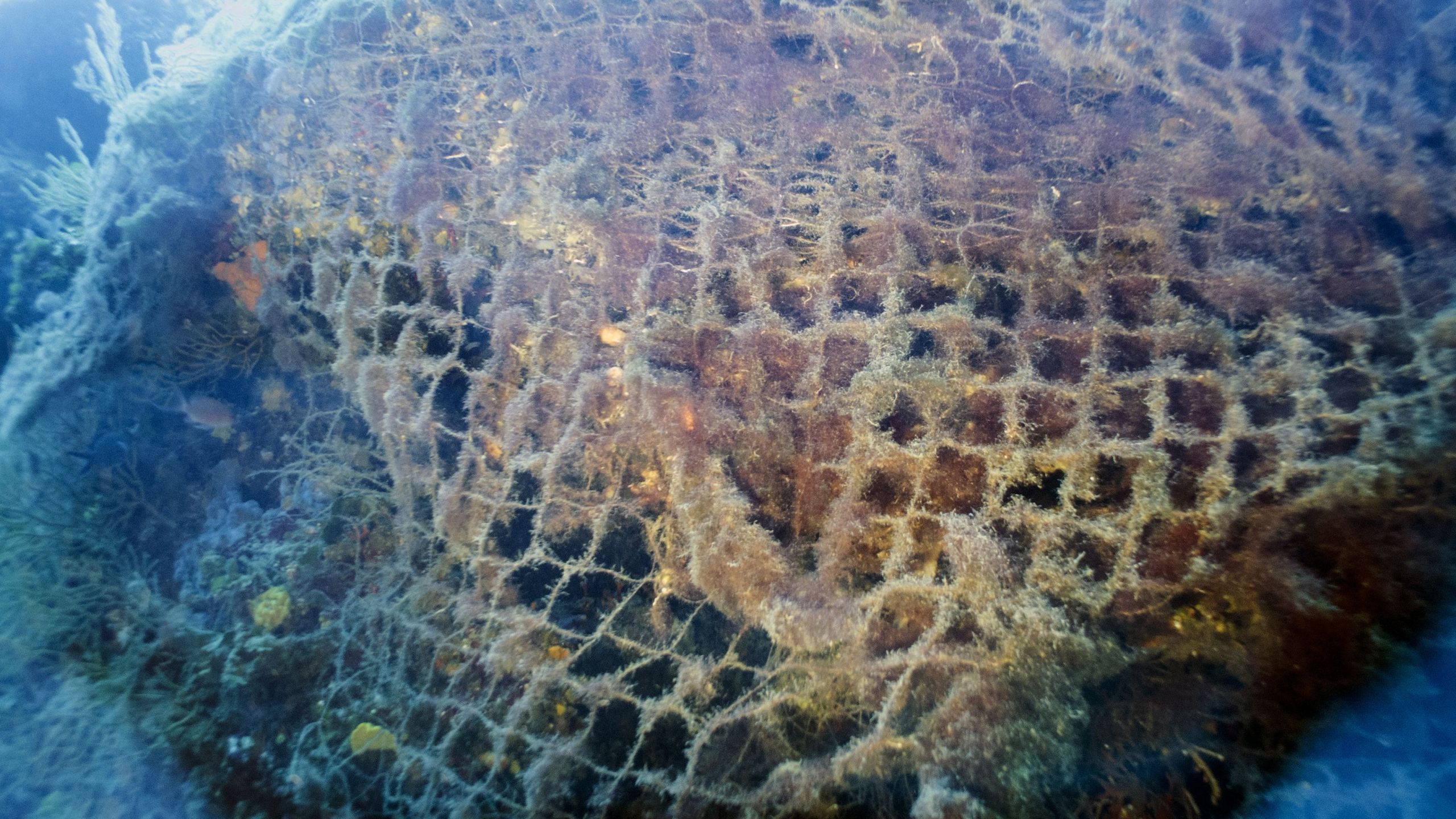 A fishing net is left abandoned on the seabed photographed on July 20, 2017, near Ile du Frioul, off the coast of the southern mediterranean city of Marseille. (Credit: BORIS HORVAT/AFP/Getty Images)