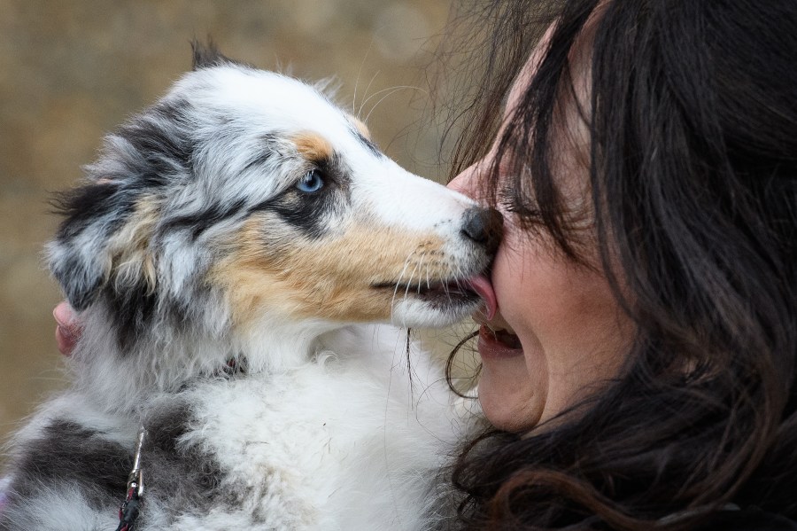 A woman hugs her Shetland Sheepdog as she arrives for the Crufts dog show at the NEC Arena on March 8, 2018 in Birmingham, England. (Credit: Leon Neal/Getty Images)