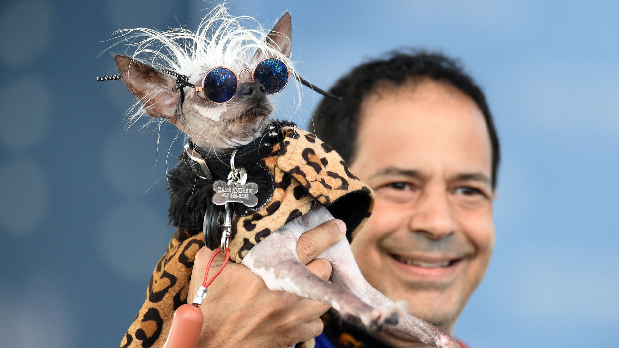 Rascal Deux, a Chinese Crested, wears sunglasses while being held up by his owner Dane Andrew during The World's Ugliest Dog Competition in Petaluma, north of San Francisco, on June 23, 2018.(Credit: JOSH EDELSON/AFP/Getty Images)