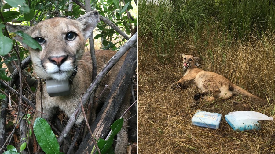 The California Department of Fish and Wildlife released these photos of P-75 on June 25, 2019.