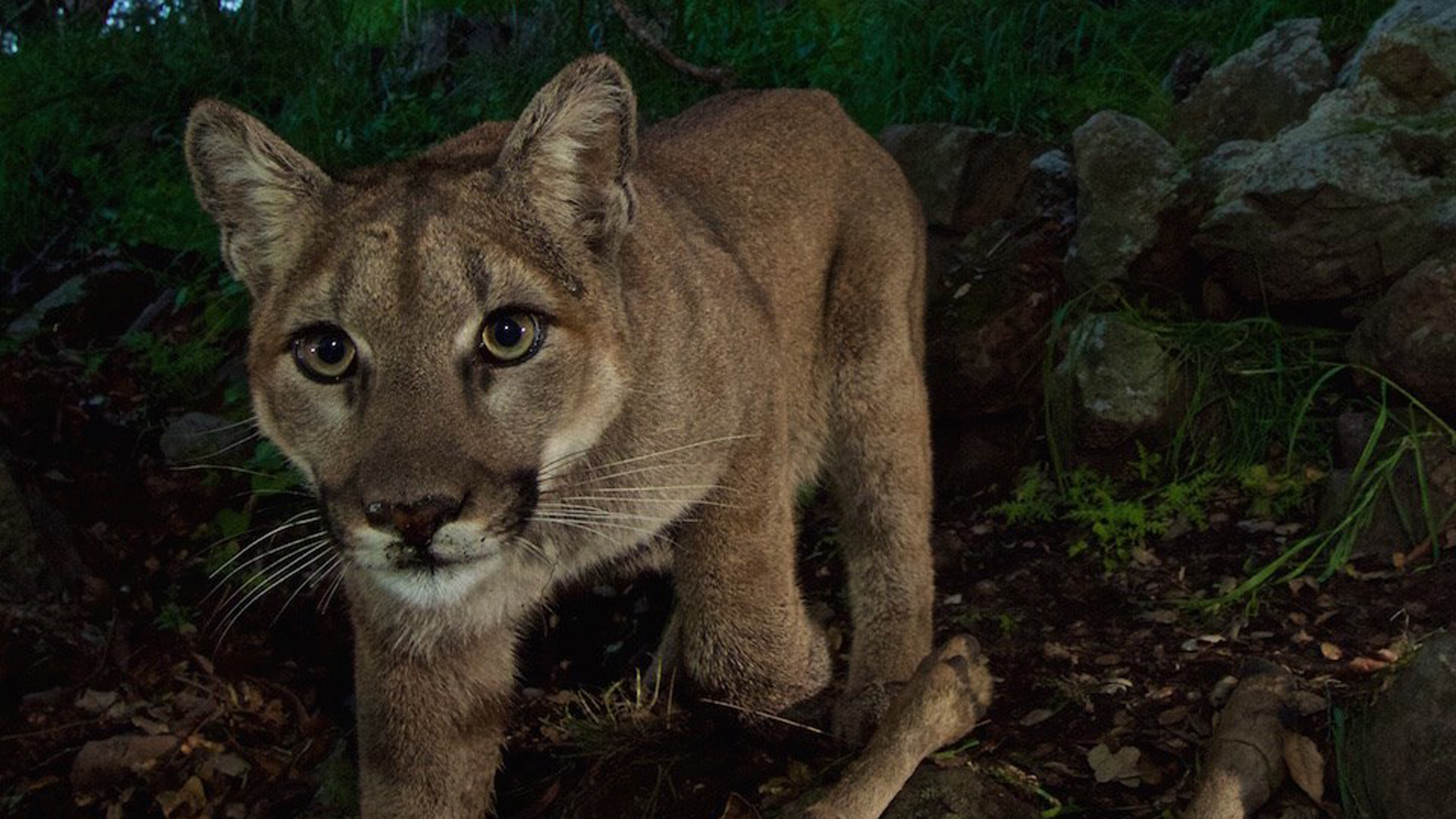 The National Park Service released the photo of P-33, the first known mountain lion to cross the 101 Freeway northward into the Simi Hills in March 2015. Her remains were found three years later in the Los Padres National Forest.