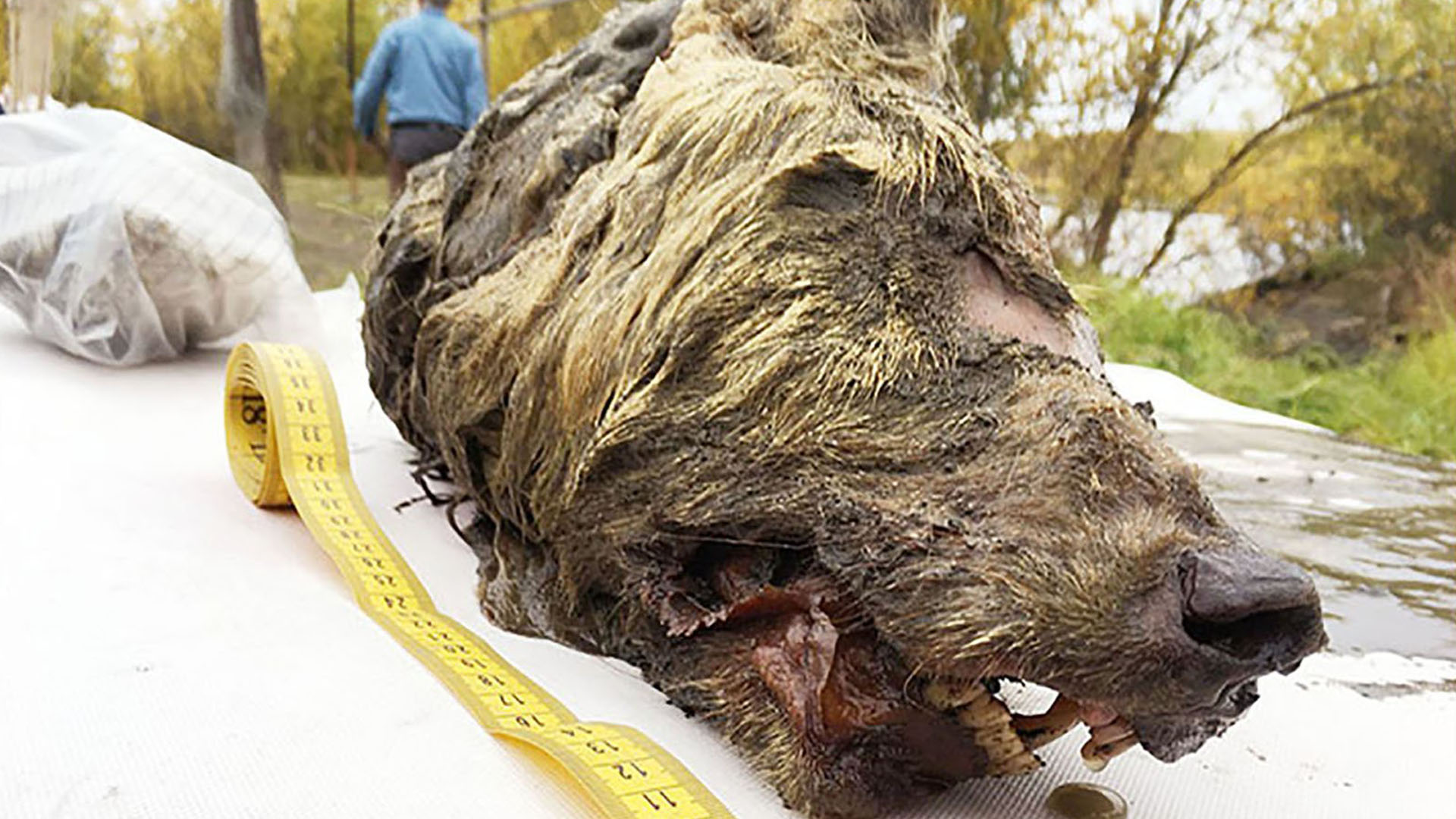 A wolf's head found by locals looking for mammoth ivory is seen in an undated photo. (Credit: Albert Protopopov via CNN)