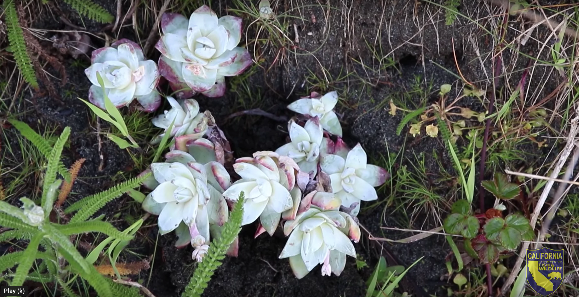 Dudleya succulents that were seized after a poaching investigation are replanted in the Mendocino and Humboldt county cliffs on April 24, 2018. (Credit: the Mendocino and Humboldt county cliffs)