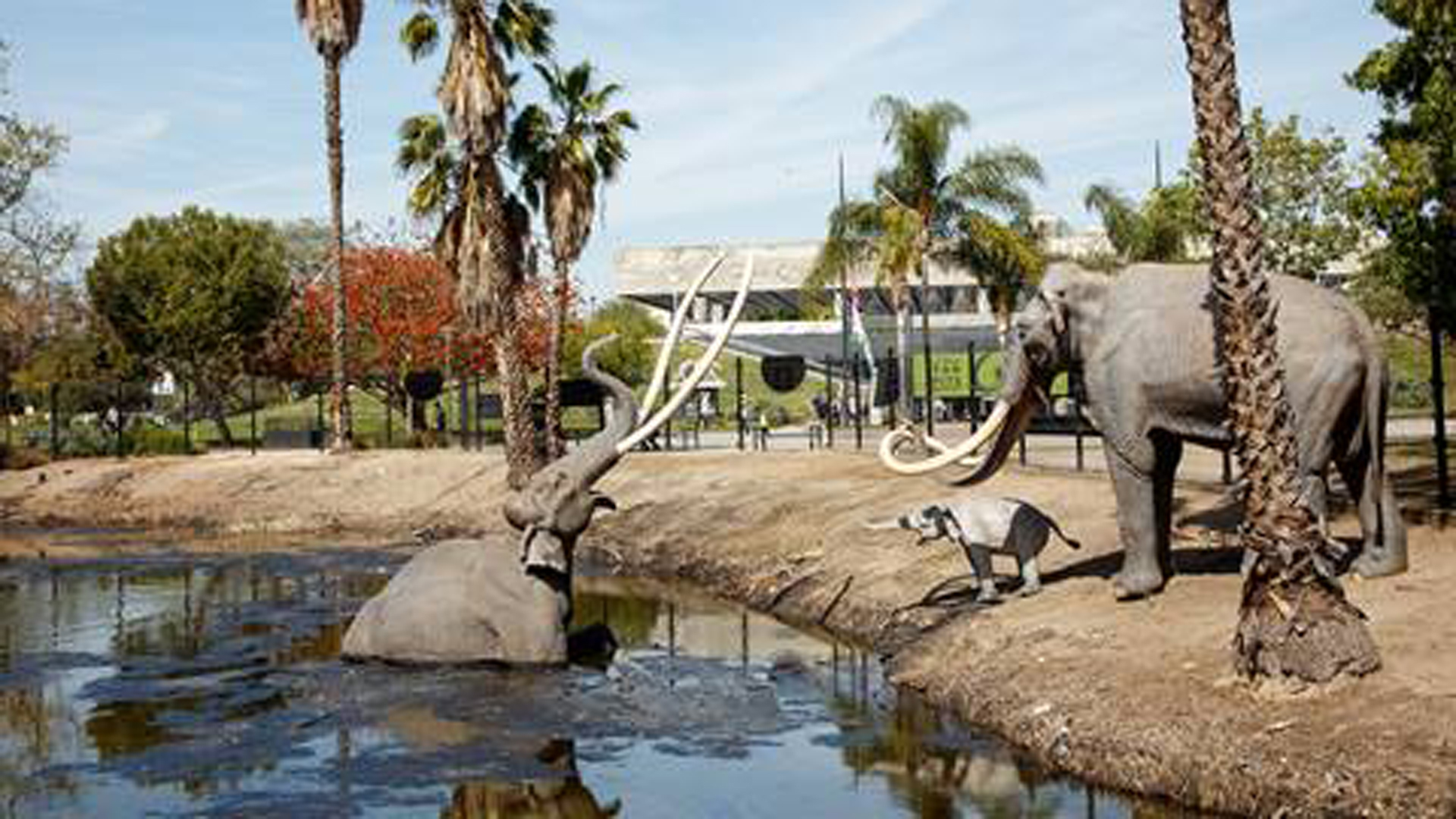 An image of the La Brea Tar Pits provided in a joint news release from the Natural History Museum of Los Angeles County and the La Brea Tar Pits & Museum.