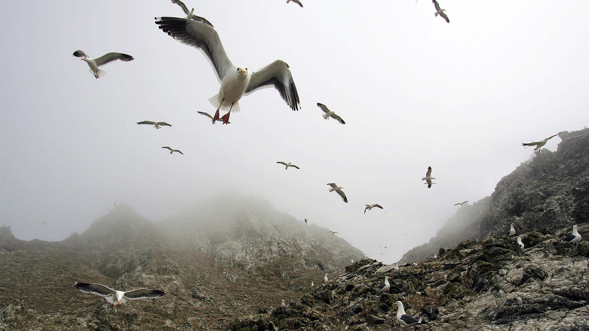 In this file photo from 2006, gulls hover over the rookery at the North Landing area of the Farallon Islands National Marine Sanctuary in California. (Credit: Ben Margot/AP)