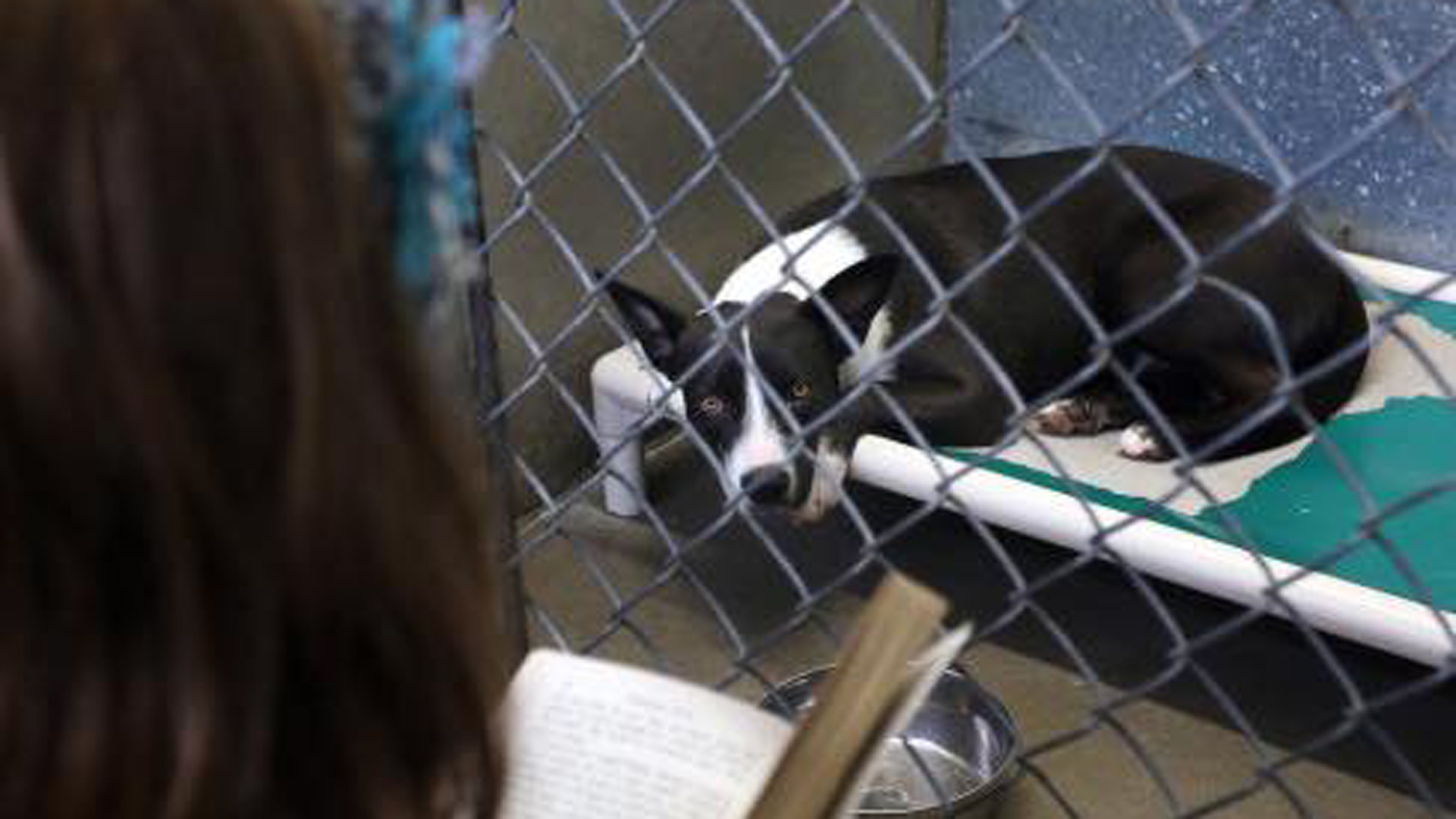 The Brevard County Sheriff's Office released a photo of dog in animal shelter on June 29, 2019.