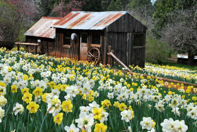 Daffodil Hill in Sutter Creek in Northern California is seen in an undated photo.(Credit: Lisa Klosowski / Sutter Creek Visitor Center via Los Angeles Times)